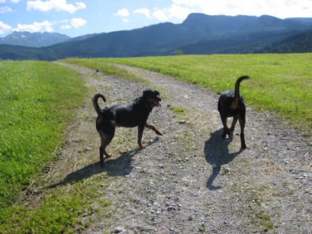 Rottweiler - Alles Gute zum Geburtstag Baika
