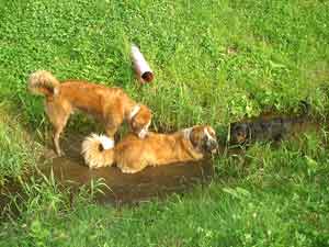Rottweiler - Lucky, Rocco und Ares beim Baden im sauberen Wasser! Rottweiler - Lucky, Rocco und Ares beim Baden im sauberen Wasser!