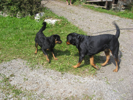 Rottweiler - Ares und Laura