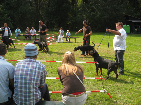 Rottweiler - Rottweiler Austellung in Leibnitz Rottweiler - Rottweiler Austellung in Leibnitz