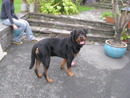 Rottweiler - Karlo! Rottweiler - Karlo!