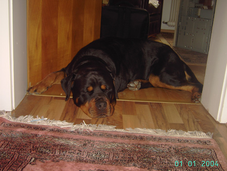 Rottweiler - Neues von Karlo! Rottweiler - Neues von Karlo!