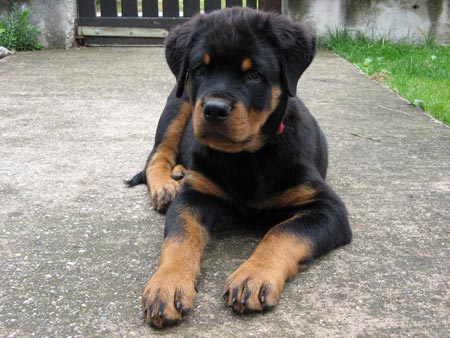 Rottweiler - Duke! Rottweiler - Duke!