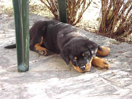 Rottweiler - Wir lassen uns nicht unterkriegen! Rottweiler - Wir lassen uns nicht unterkriegen!