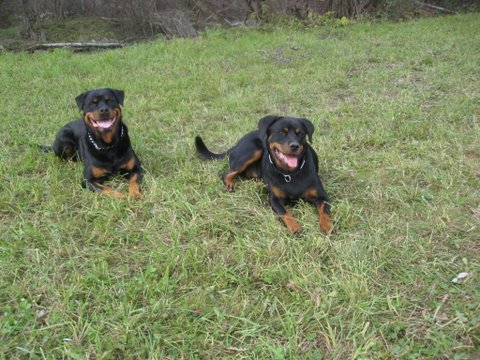 Rottweiler - Ares und Fenja Rottweiler - Ares und Fenja