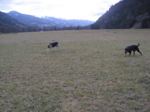 Rottweiler - Ares und Flash