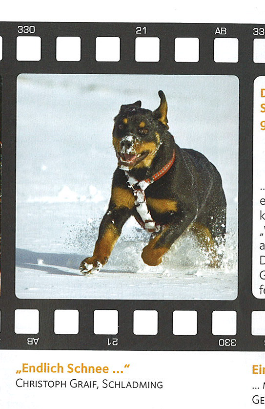 Rottweiler - Das Modell Fenja!