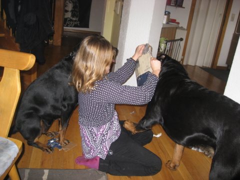 Rottweiler - Besuch für Ares Rottweiler - Besuch für Ares