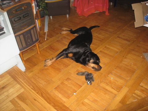 Rottweiler - Weihnachten!