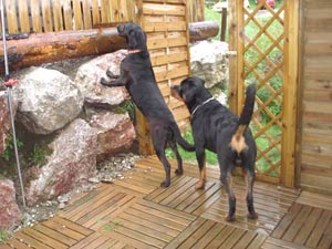 Rottweiler - Seltener Besuch Rottweiler - Seltener Besuch