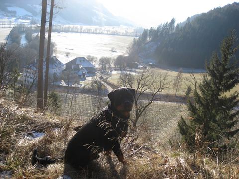 Rottweiler - Ares 5er Geburtstag!