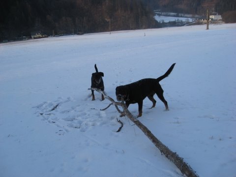 Rottweiler - Spaziergang mit Fenja