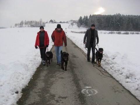 Rottweiler - Ares, Kratos und Asia