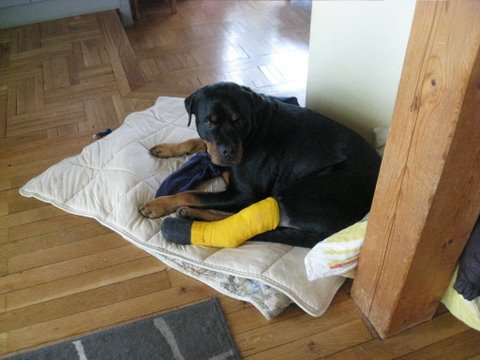 Rottweiler - Ares im Krankenstand! Rottweiler - Ares im Krankenstand!