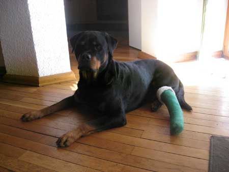Rottweiler - Und das ganze nochmal in grün! Rottweiler - Und das ganze nochmal in grün!