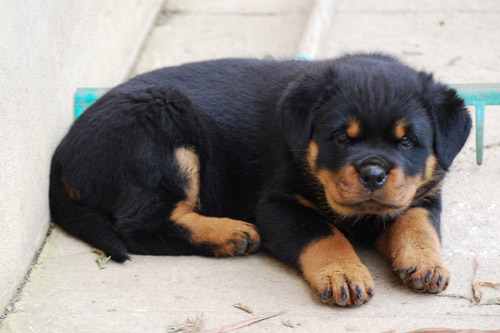 Rottweiler - Rottweiler von Schloß Bertholdstein