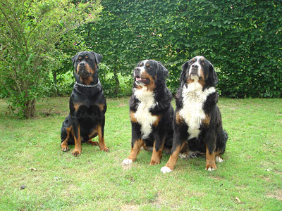 Rottweiler - Zu Besuch bei den Berner Sennenhunden vom Urhausgrund Rottweiler - Zu Besuch bei den Berner Sennenhunden vom Urhausgrund