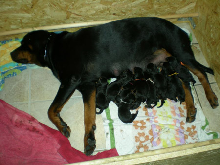 Rottweiler - Rottweilerwelpen! Rottweiler - Rottweilerwelpen!
