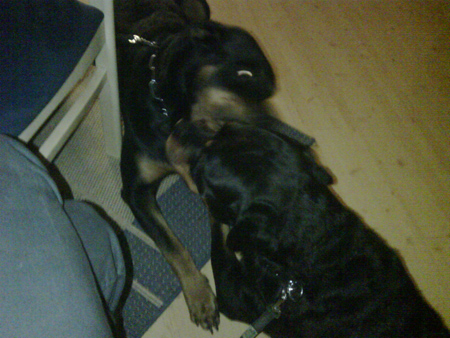Rottweiler - Zu Besuch bei Baika