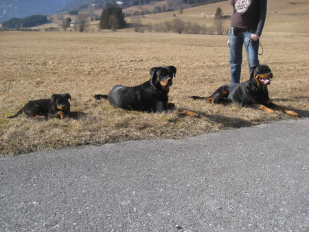Rottweiler - Ares, Fenja und Naomi Rottweiler - Ares, Fenja und Naomi