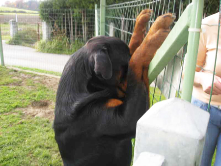 Rottweiler - Happy Birthday Kratos!