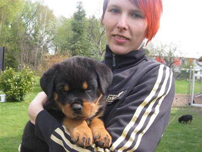 Rottweiler - Besuch bei Familie Lenz Rottweiler - Besuch bei Familie Lenz