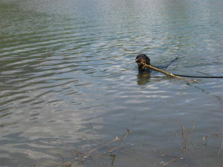 Rottweiler - Ares Rottweiler - Ares