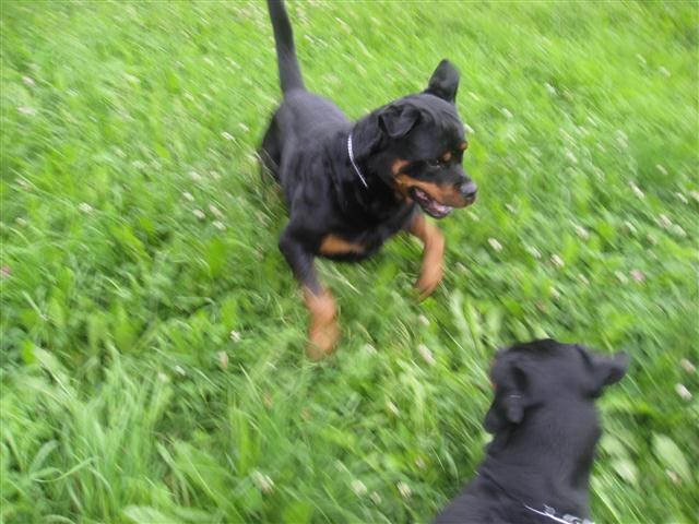 Rottweiler - ENDLICH TOBEN! Rottweiler - ENDLICH TOBEN!