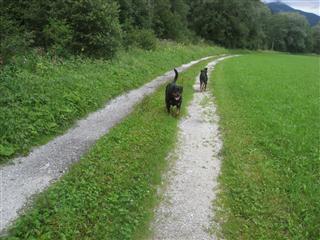 Rottweiler - Ares hatte heute ein Date mit Fenja!