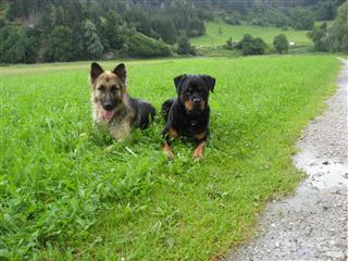 Rottweiler - Ares und Flash