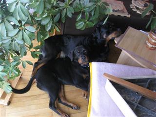 Rottweiler - Acira! Rottweiler - Acira!