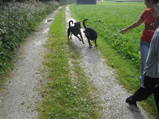 Rottweiler - Ares und Baika Rottweiler - Ares und Baika