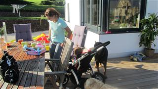 Rottweiler - Ares und Davis Rottweiler - Ares und Davis