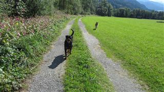 Rottweiler - Ares und Flash Rottweiler - Ares und Flash