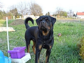 Rottweiler - AMIGO, der Bruder von ARES! Rottweiler - AMIGO, der Bruder von ARES!