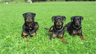 Rottweiler - Ares, Fenja und Lilly! Rottweiler - Ares, Fenja und Lilly!