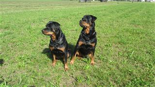 Rottweiler - Ares und Baika Rottweiler - Ares und Baika