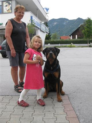 Rottweiler - Loki sucht ein neues Zuhause! Rottweiler - Loki sucht ein neues Zuhause!
