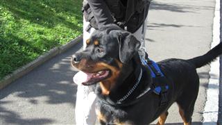 Rottweiler - Mantrailing! Rottweiler - Mantrailing!