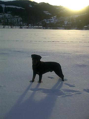 Rottweiler - Wieder da! Rottweiler - Wieder da!