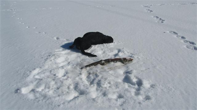 Rottweiler - Schnee! Rottweiler - Schnee!