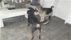 Rottweiler - Ares und Flash! Rottweiler - Ares und Flash!