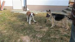 Rottweiler - Ares, Flash und Charlie! Rottweiler - Ares, Flash und Charlie!