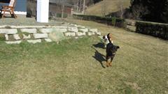 Rottweiler - Ares und Charlie! Rottweiler - Ares und Charlie!