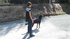 Rottweiler - Zwei Tage Mantrailing! Rottweiler - Zwei Tage Mantrailing!