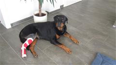 Rottweiler - Das ganze wieder von Vorne! Rottweiler - Das ganze wieder von Vorne!