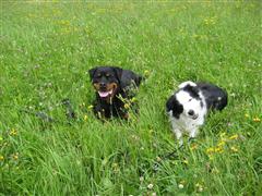 Rottweiler - Ares und Luke! Rottweiler - Ares und Luke!