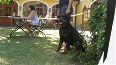 Rottweiler - Austellung in Himberg! Rottweiler - Austellung in Himberg!