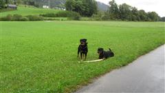Rottweiler - Ares und Baika Rottweiler - Ares und Baika