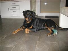 Rottweiler - Ares Rottweiler - Ares